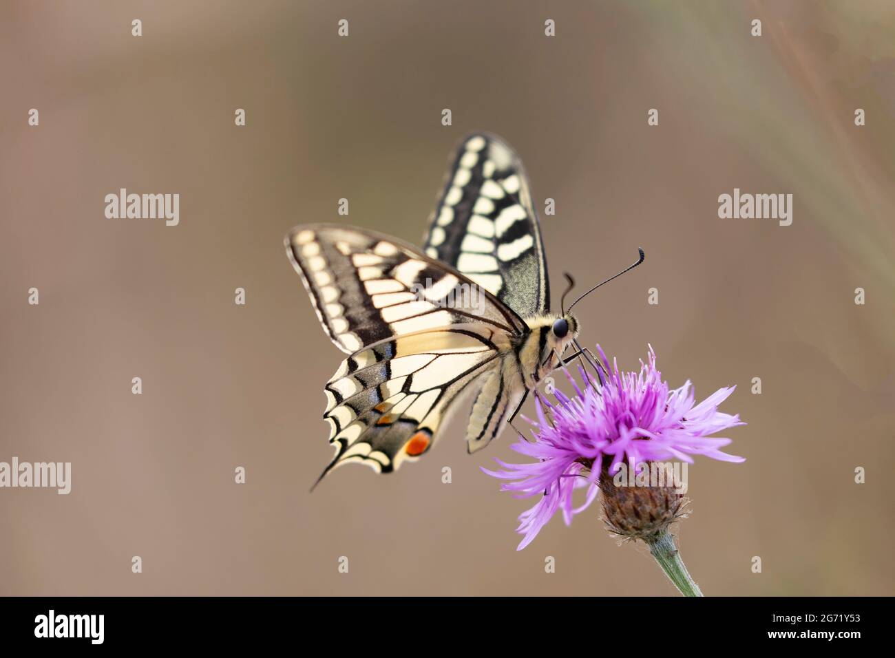 Viejo Mundo Swallowtail Papilio machaon forrajear en el cardo Foto de stock