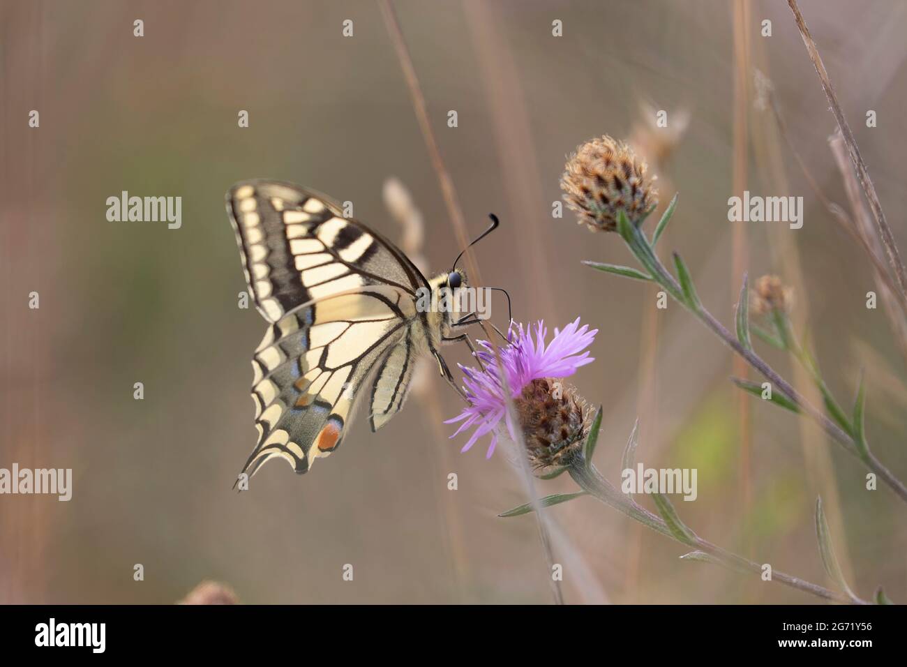 Viejo Mundo Swallowtail Papilio machaon forrajear en el cardo Foto de stock