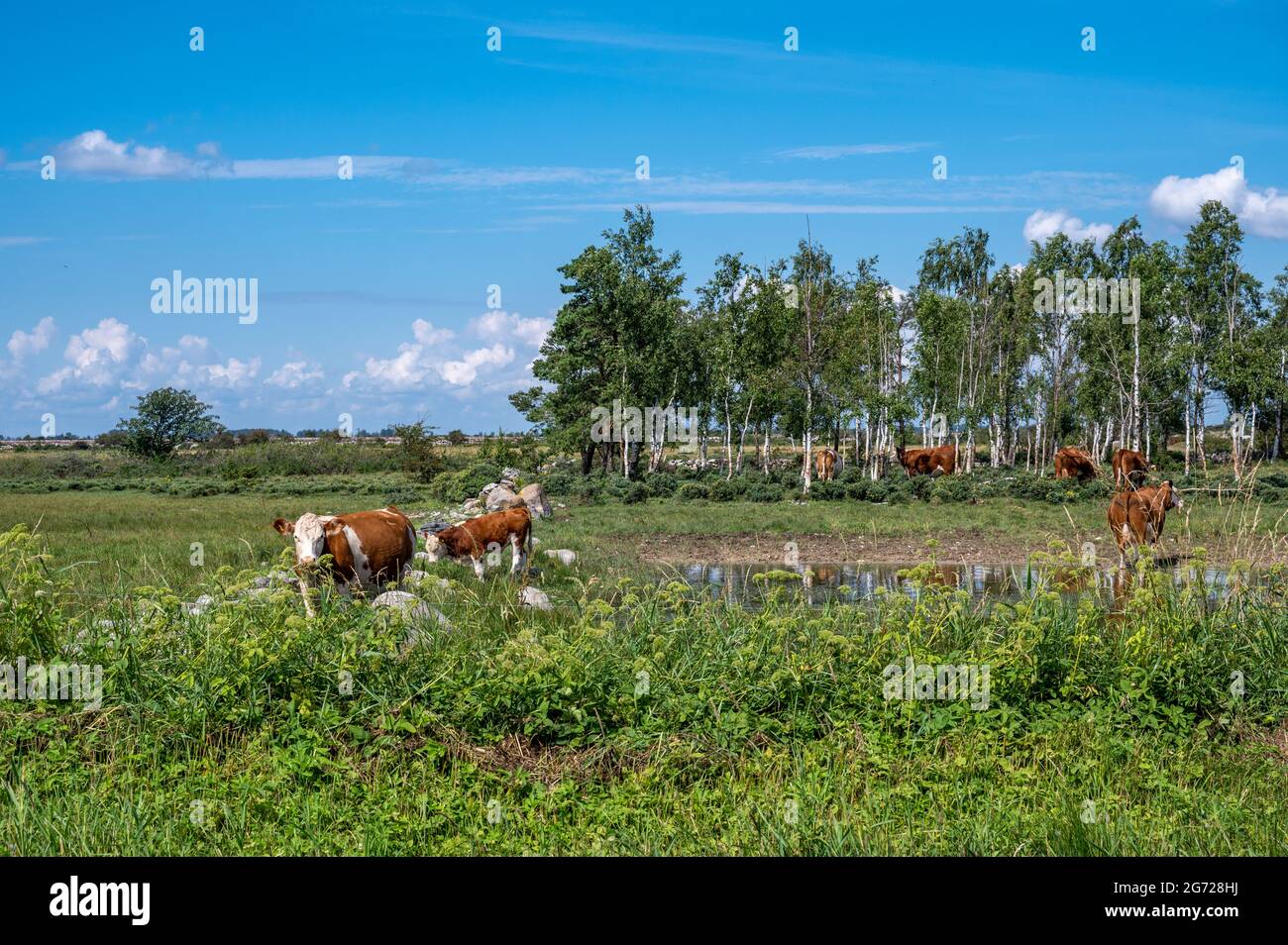 Vacas que pastan en el característico paisaje agrícola del sur de Oland. Esta zona, incluida Stora Alvaret, es declarada Patrimonio de la Humanidad por la UNESCO. Foto de stock