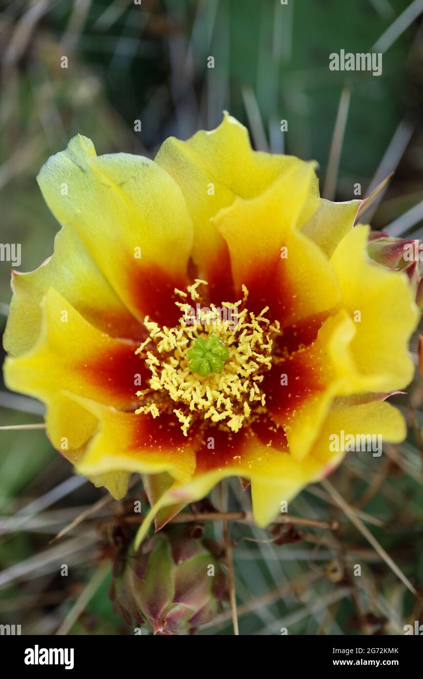 Flor de cactus con delicados pétalos y brotes, flor de cactus con pétalos amarillos - rojos y estambres blancos, cactus con espinas, belleza en la naturaleza, floral Foto de stock