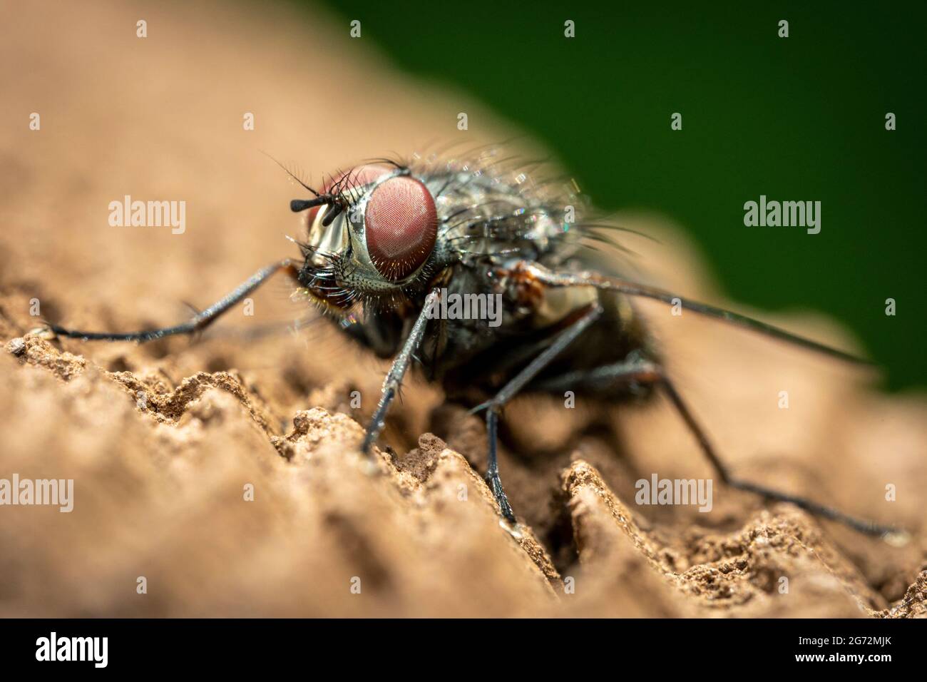 Un primer plano de una mosca con grandes ojos compuestos rojos y un cuerpo negro peludo. Foto de stock
