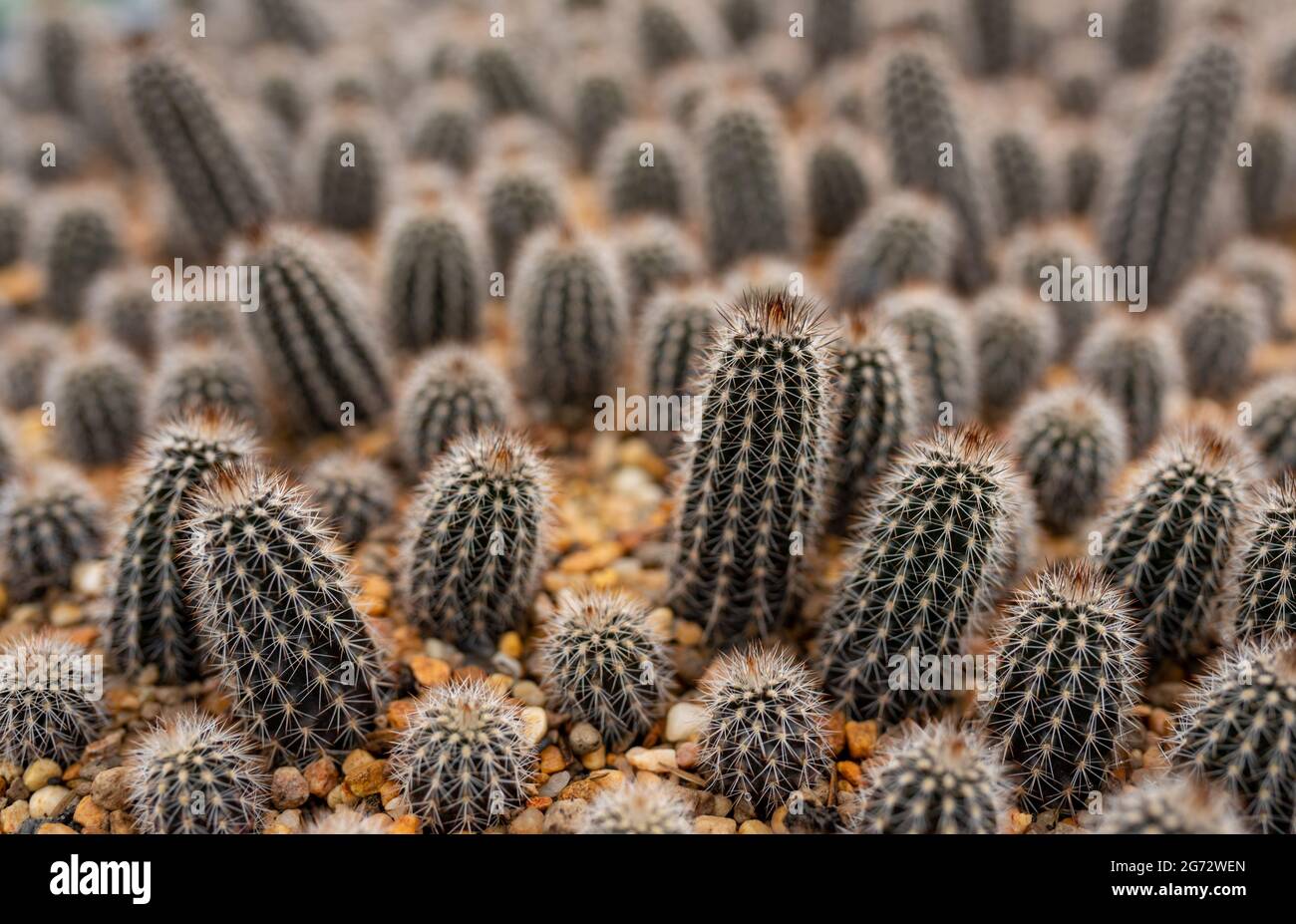 Cactus en invernadero de plantación Foto de stock