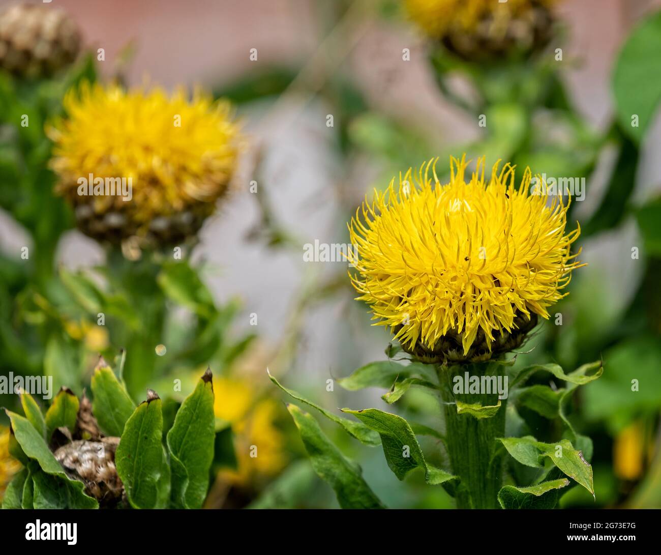 Cabeza de flor de cardo amarillo fotografías e imágenes de alta resolución  - Alamy