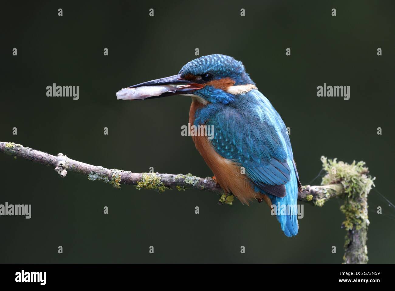 Kingfisher Fotografía en Shropshire Bird Hide Foto de stock