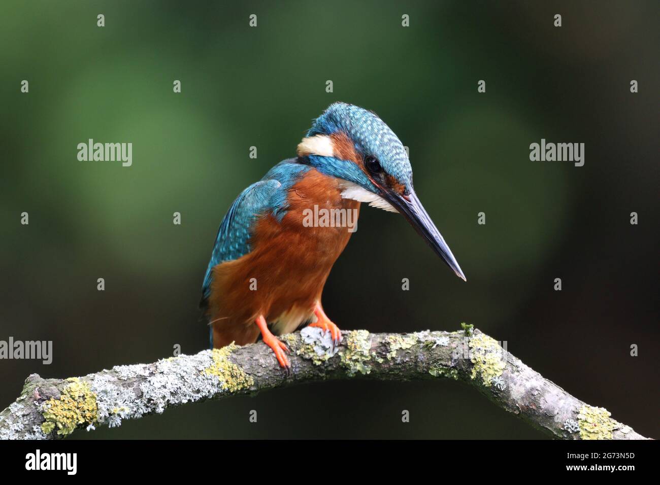 Kingfisher Fotografía en Shropshire Bird Hide Foto de stock