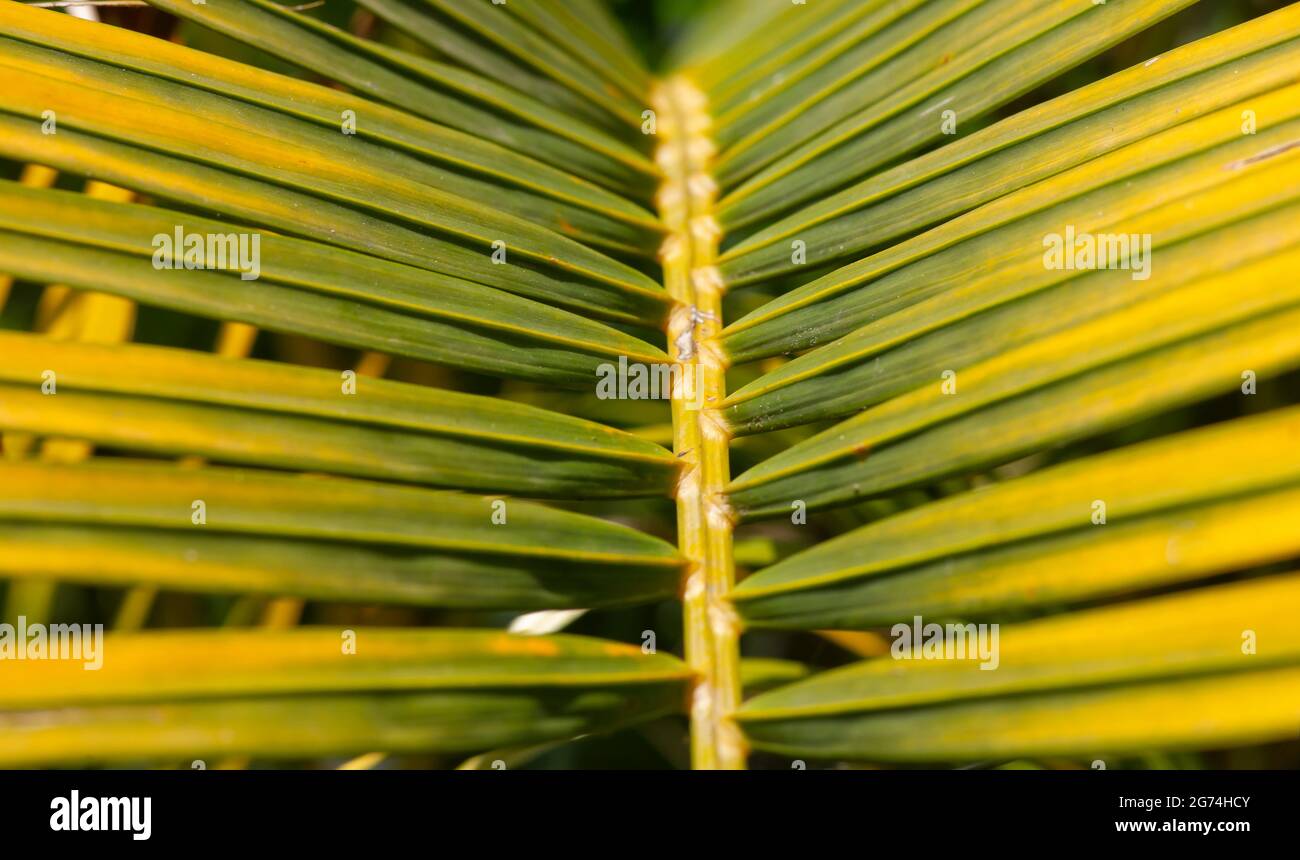 Primer plano suave enfoque verde-amarillo hojas de palma, fondo natural Foto de stock