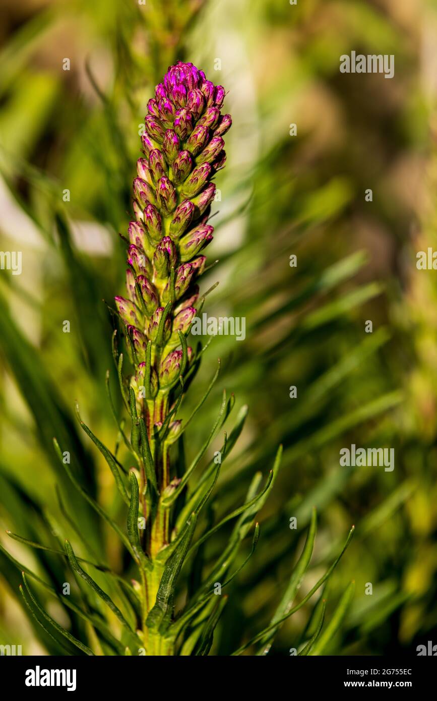 Liatris spicata «Kobold» Foto de stock
