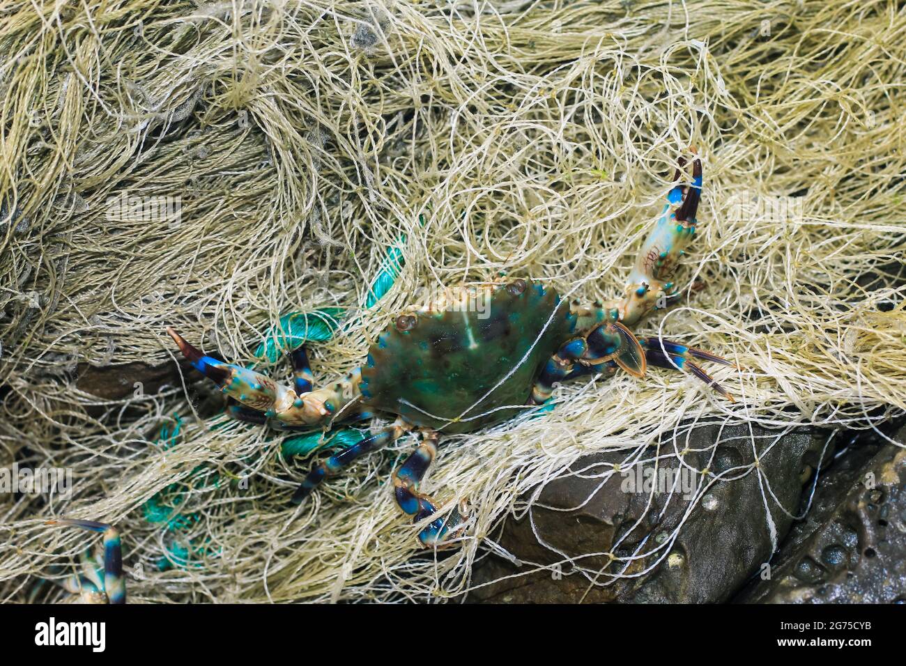 Pesca ilegal, cangrejo azul, pesca de cangrejo en la red. Cangrejos capturados en un desfile que los pescadores capturaron. Un cangrejo es capturado por la red. Foto de stock