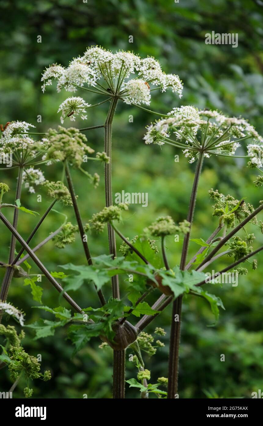 Hogweed, Heracleum mantegazzianum, Apiaceae, conocida como flor de cartelera, perejil de vaca gigante o perejil silvestre, hogsbane, ruibarbo silvestre Foto de stock