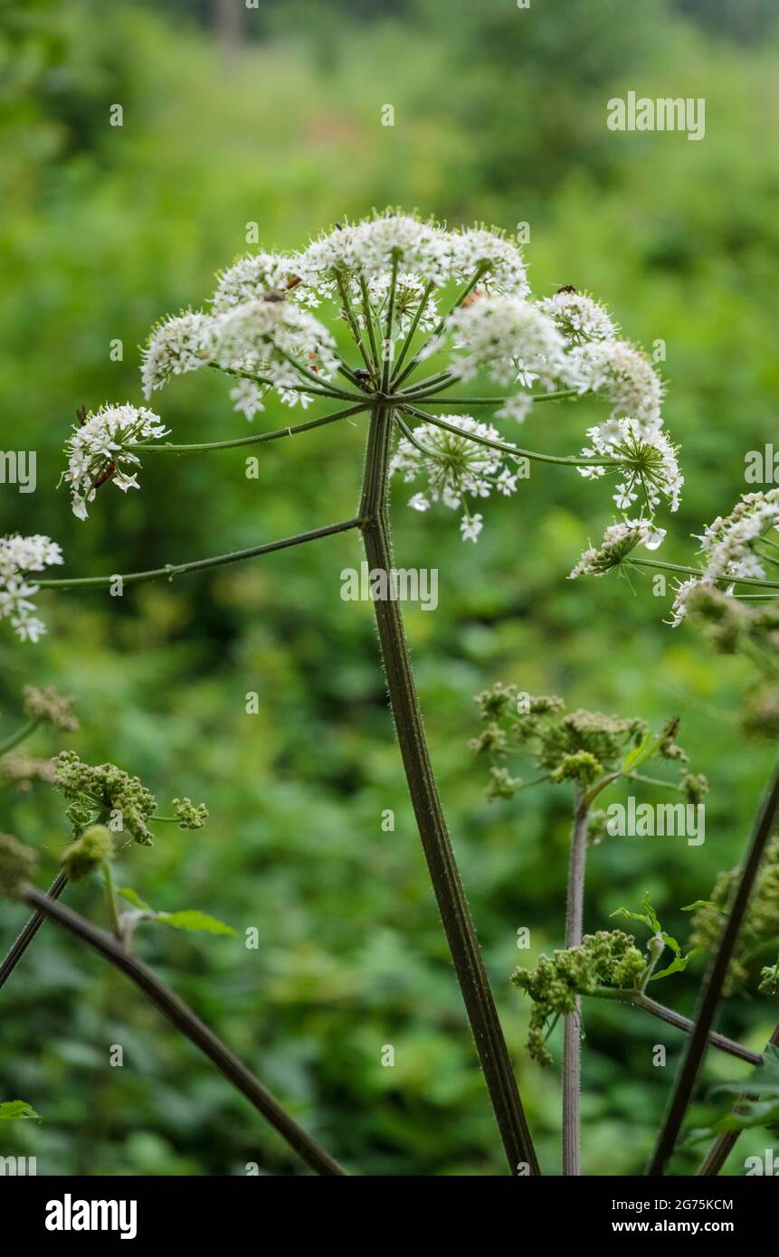 Hogweed, Heracleum mantegazzianum, Apiaceae, conocida como flor de cartelera, perejil de vaca gigante o perejil silvestre, hogsbane, ruibarbo silvestre Foto de stock