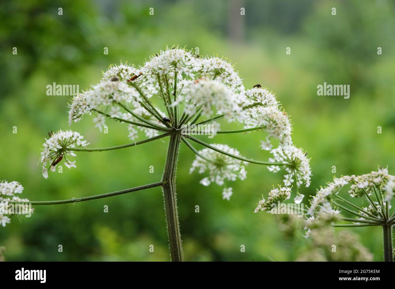 Hogweed, Heracleum mantegazzianum, Apiaceae, conocida como flor de cartelera, perejil de vaca gigante o perejil silvestre, hogsbane, ruibarbo silvestre Foto de stock