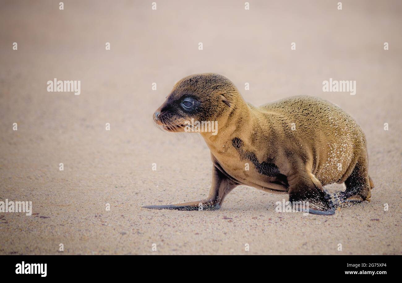 Cant swim fotografías e imágenes de alta resolución - Alamy