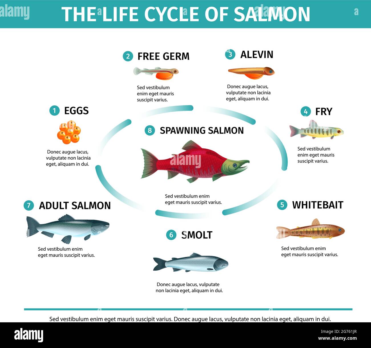 Infografía del salmón del ciclo de vida con imágenes aisladas de peces