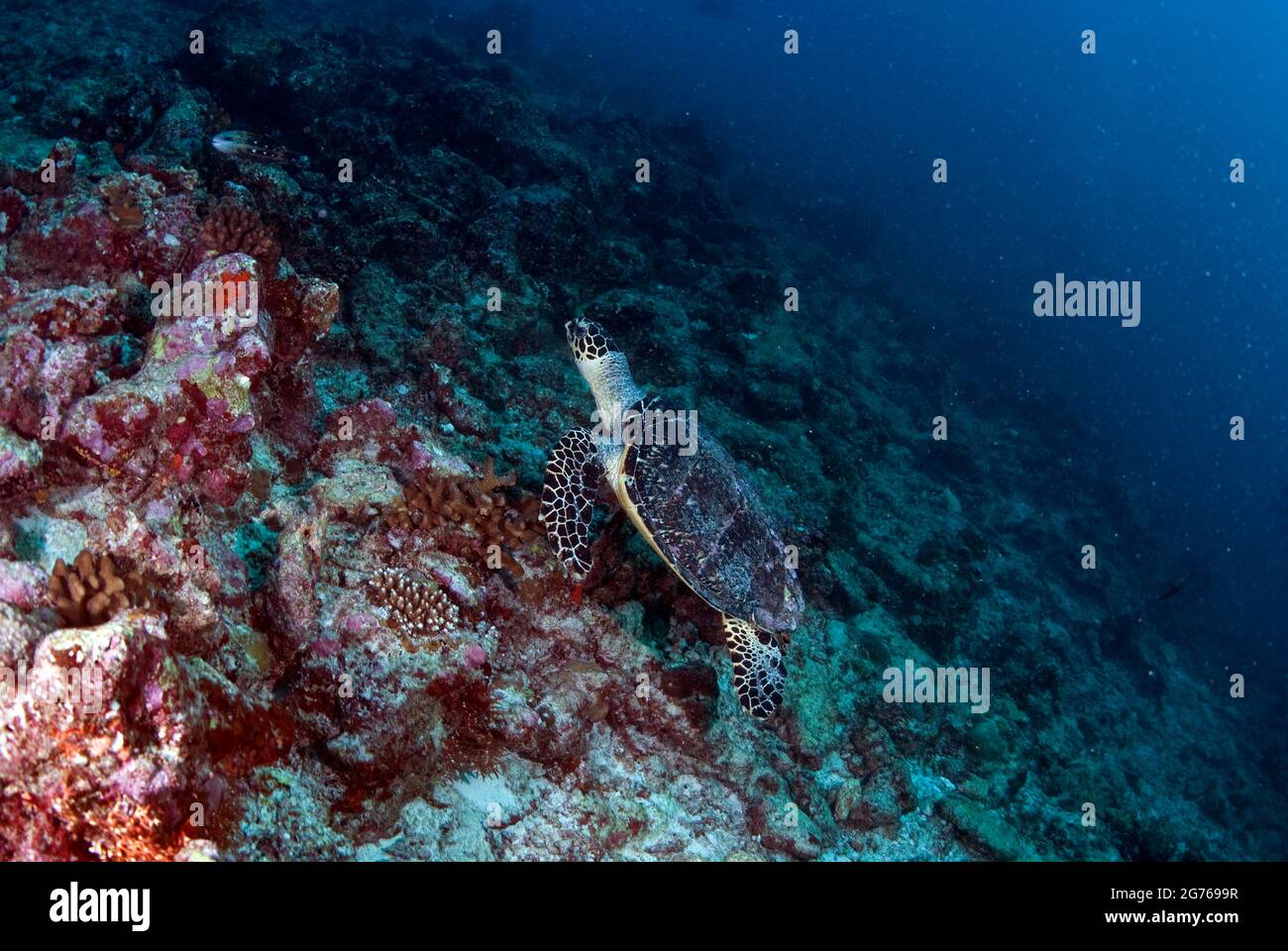 Tortuga carey nadando sobre el arrecife en Fish Head, Maldivas Foto de stock
