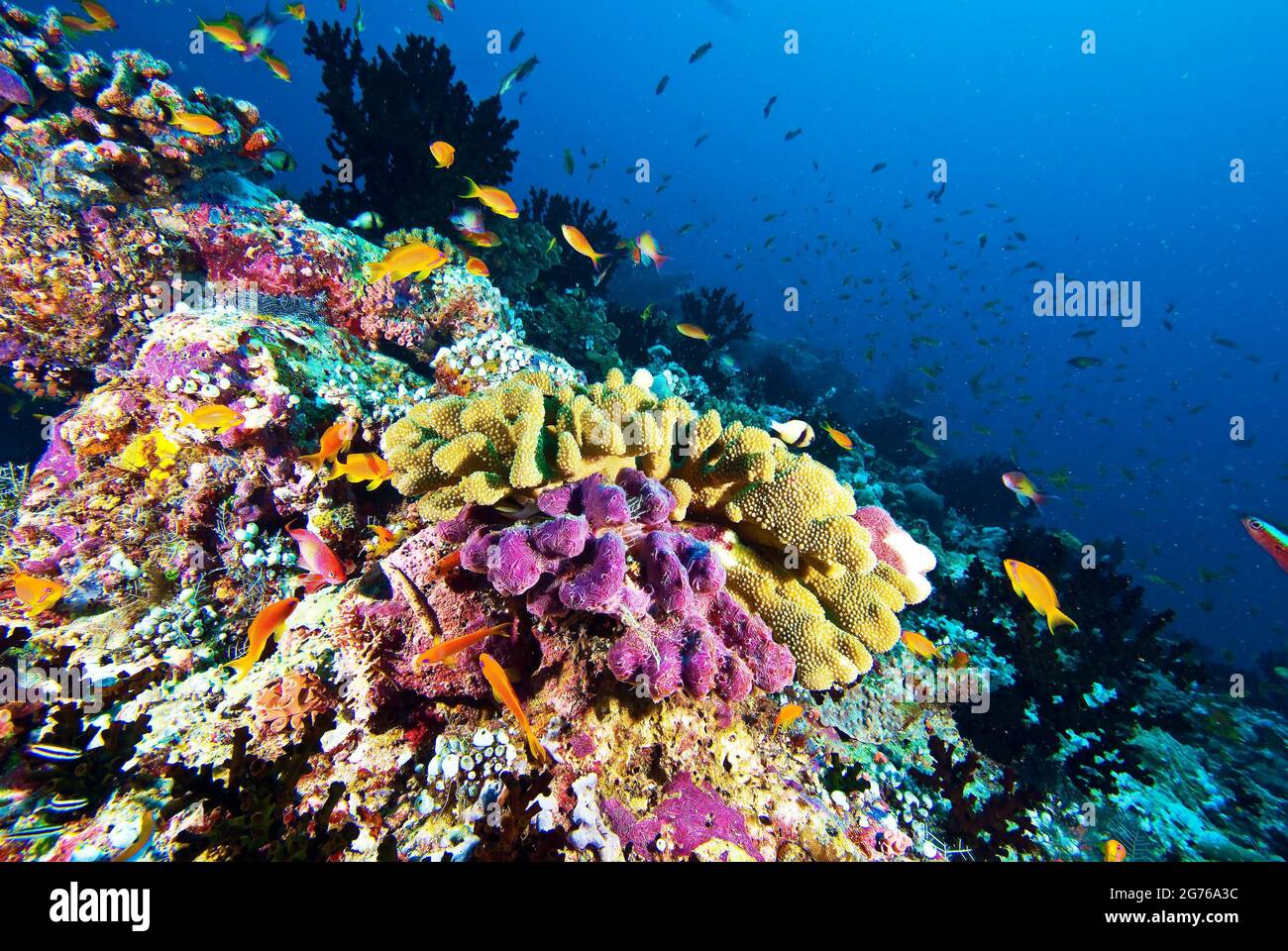 Arrecife de coral sano, lleno de coloridos corales, esponjas y peces de arrecife, Kudarah Thila Foto de stock
