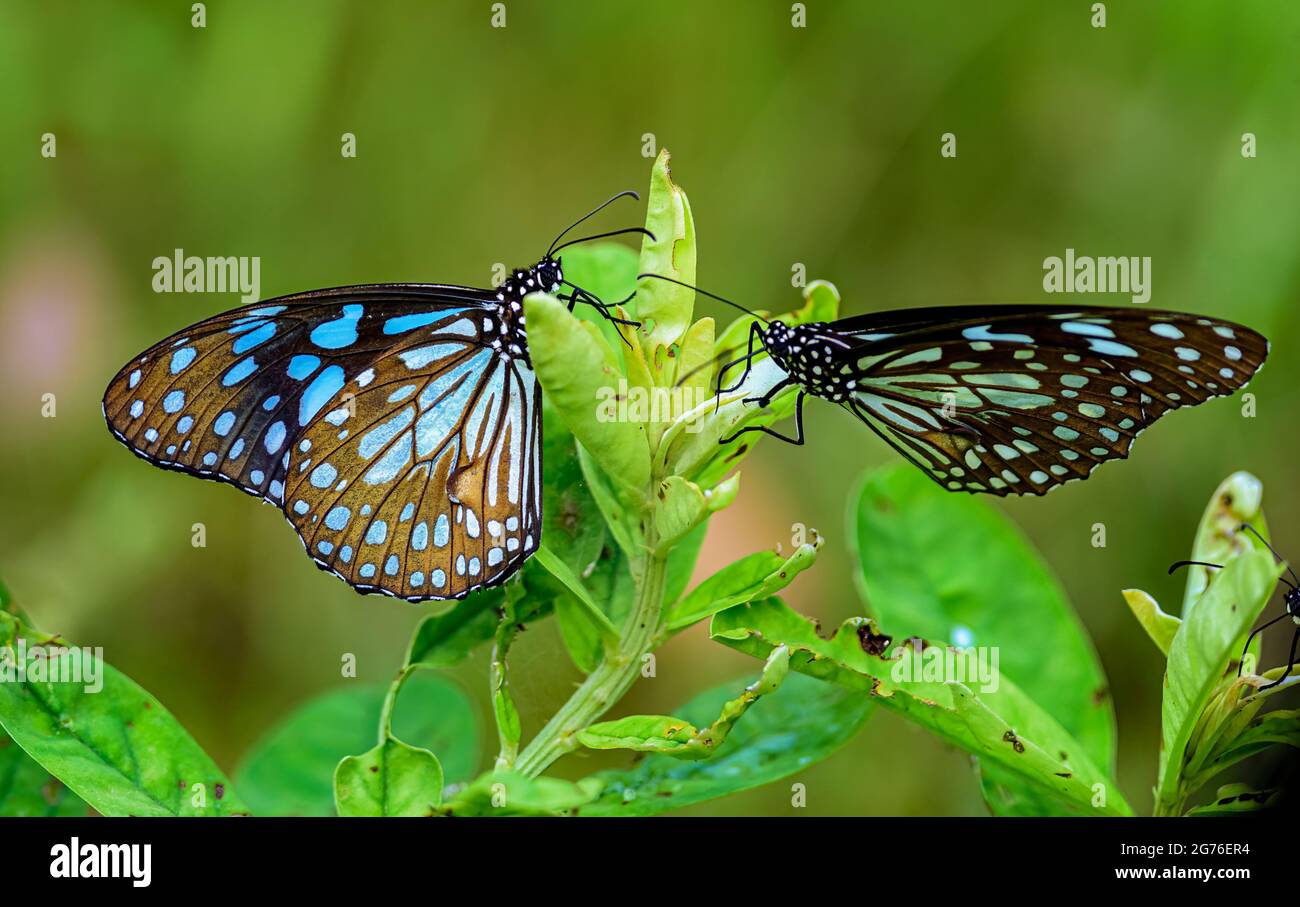 Tigre Azul, Tirumala limniace, mariposa que se alimenta de flores Foto de stock