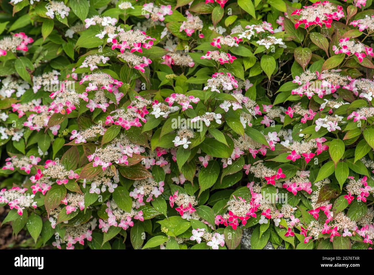 Hydrangea macrophylla serrata cv kurenai HYDRANGEACEAE hortensia hortensie Foto de stock