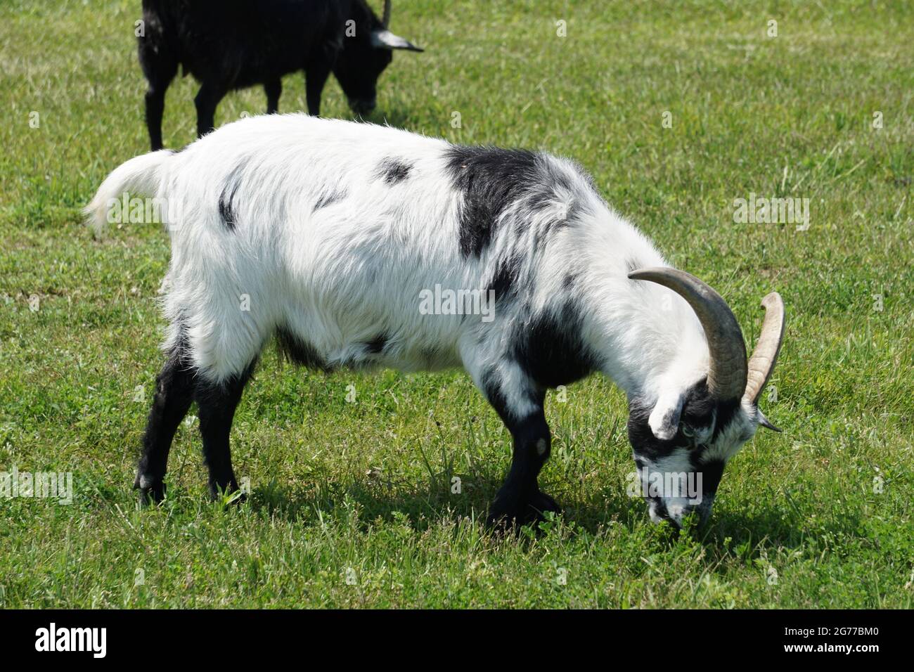 Cabra enana nigeriana fotografías e imágenes de alta resolución Alamy