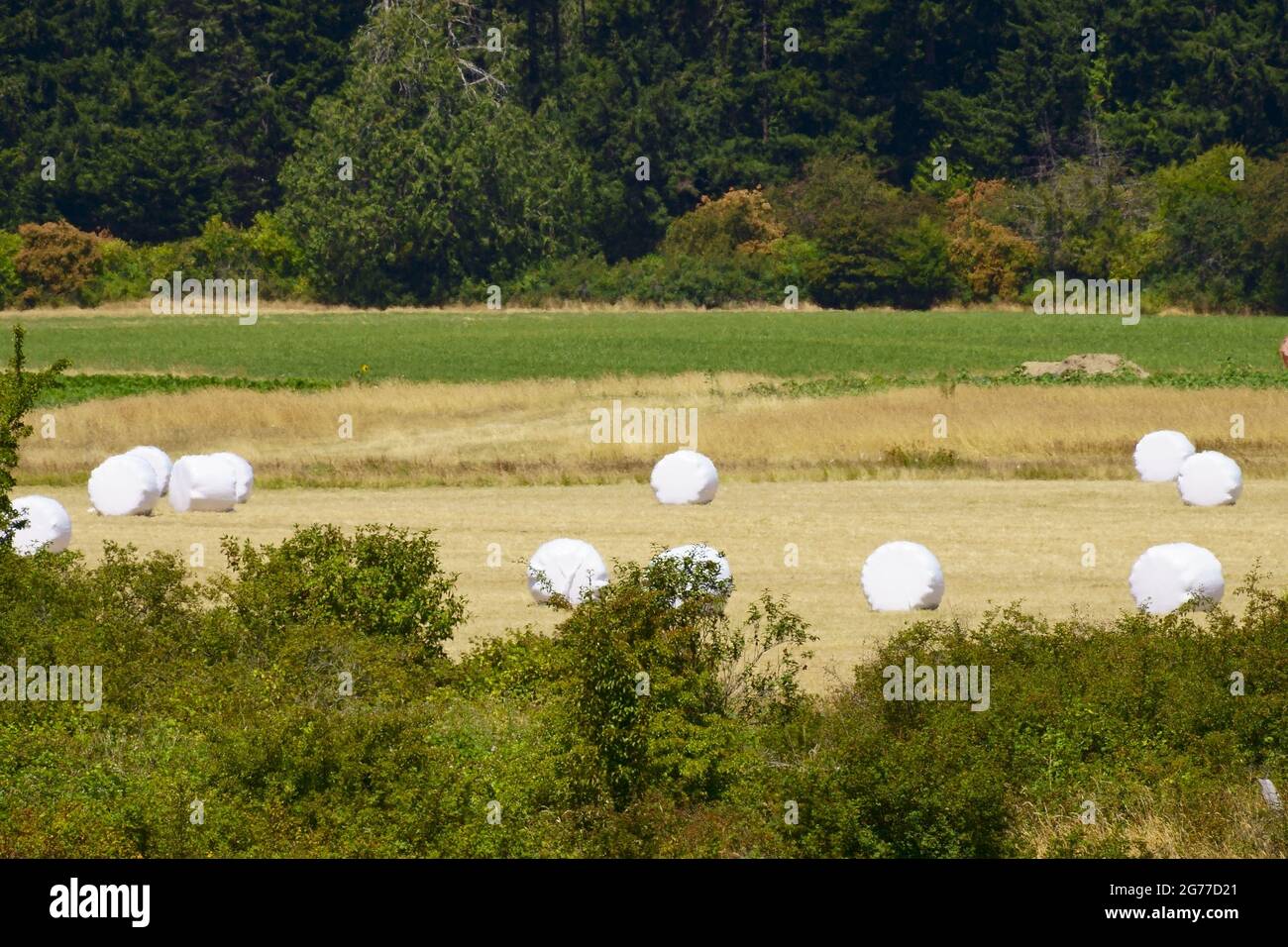 Fardos de heno en envoltura impermeable en los campos Foto de stock