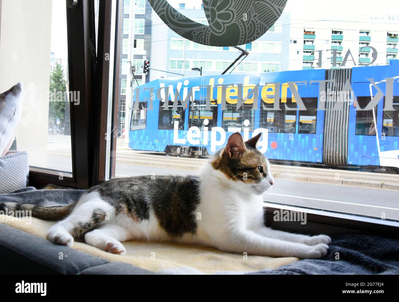 Leipzig, Alemania. 01st de julio de 2021. En el templo del gato, Pedro el  gato se sienta por la ventana grande y sigue lo que está sucediendo en la  calle. Ella es