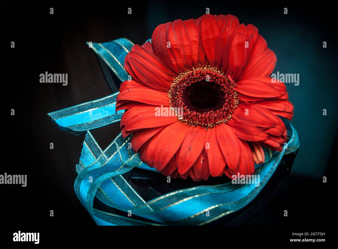Flor roja con cinta azul sobre fondo de madera Foto de stock