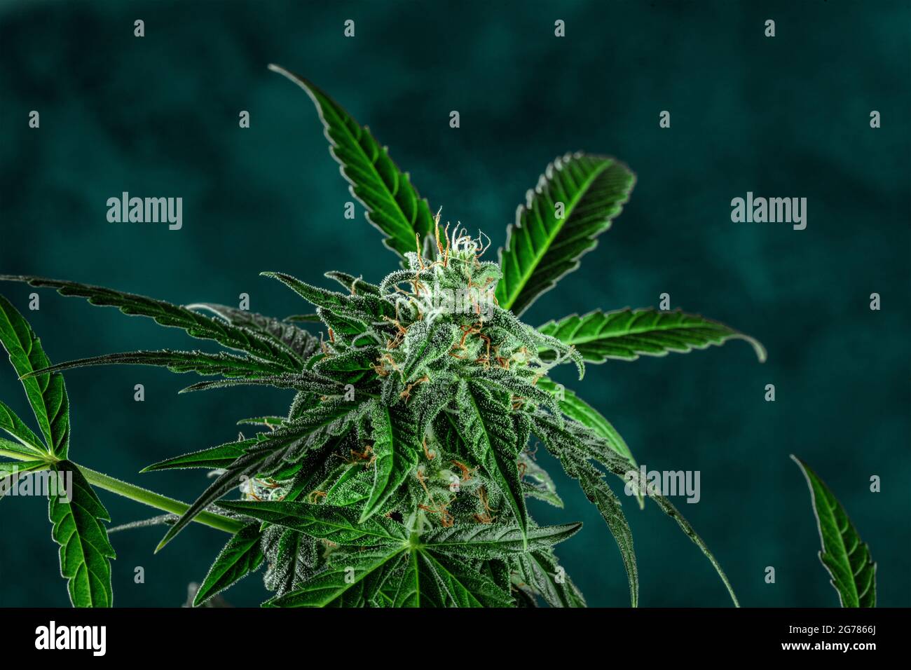 Planta de marihuana en flor, lista para la cosecha. Flores y hojas de cannabis. Cultivo de cannabis con fines médicos Foto de stock