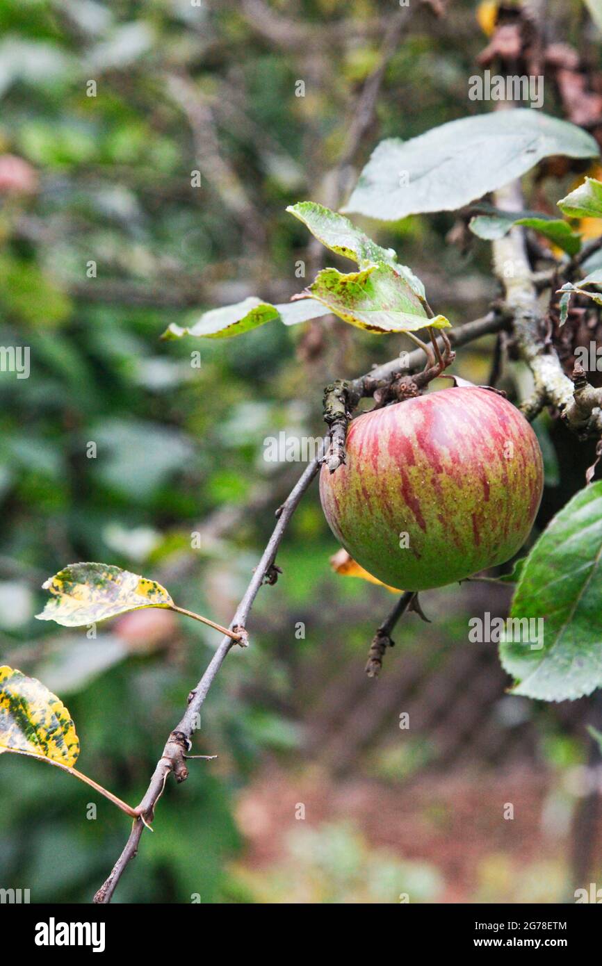 Manzana, orgánica, manzano, diversión, jardín Foto de stock
