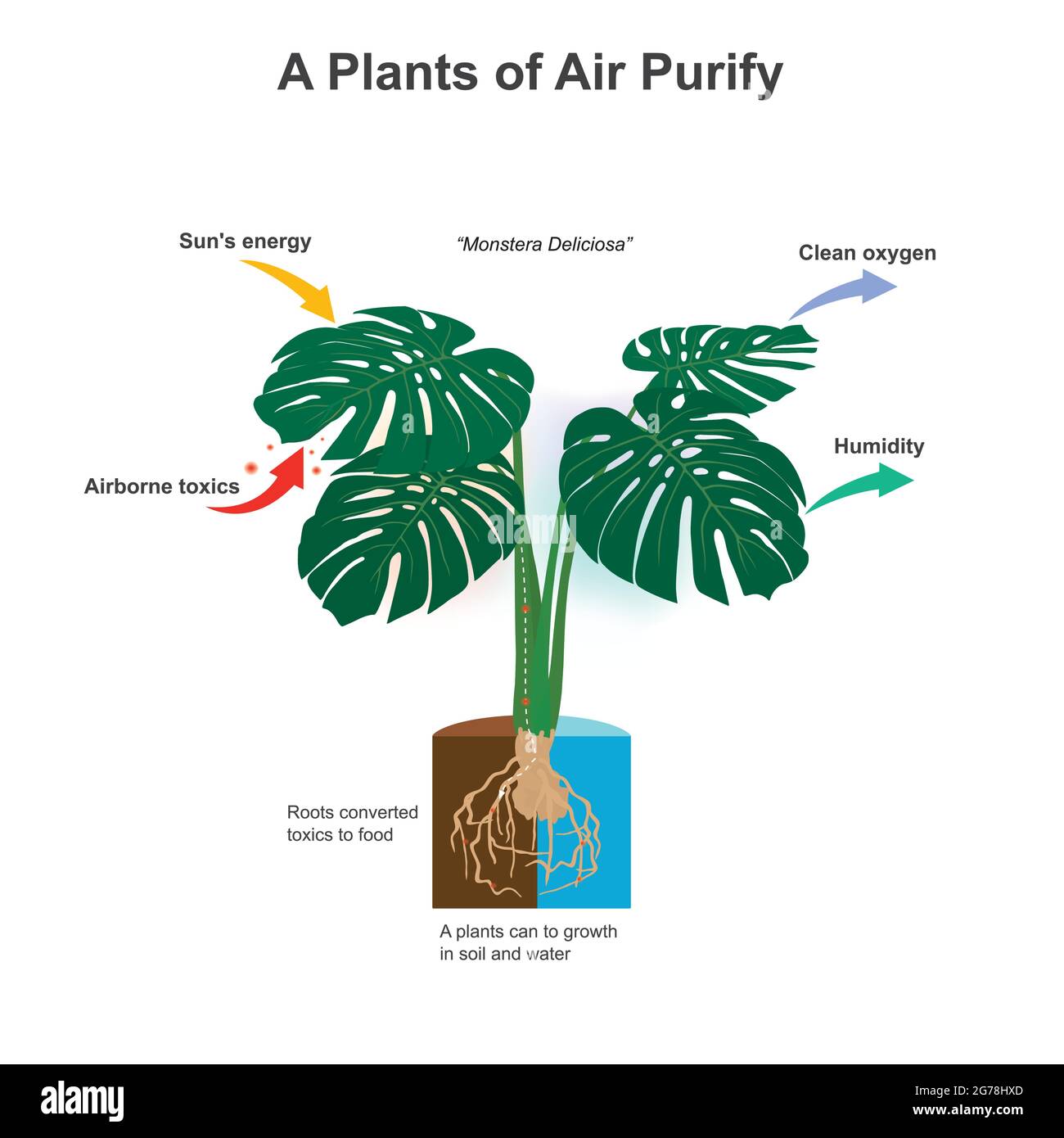 Una Purificador de Plantas de Aire. Ilustración que muestra sorprendente de plantas que puede una raíz convertido tóxicos en alimentos nutrientes para el crecimiento. Ilustración del Vector
