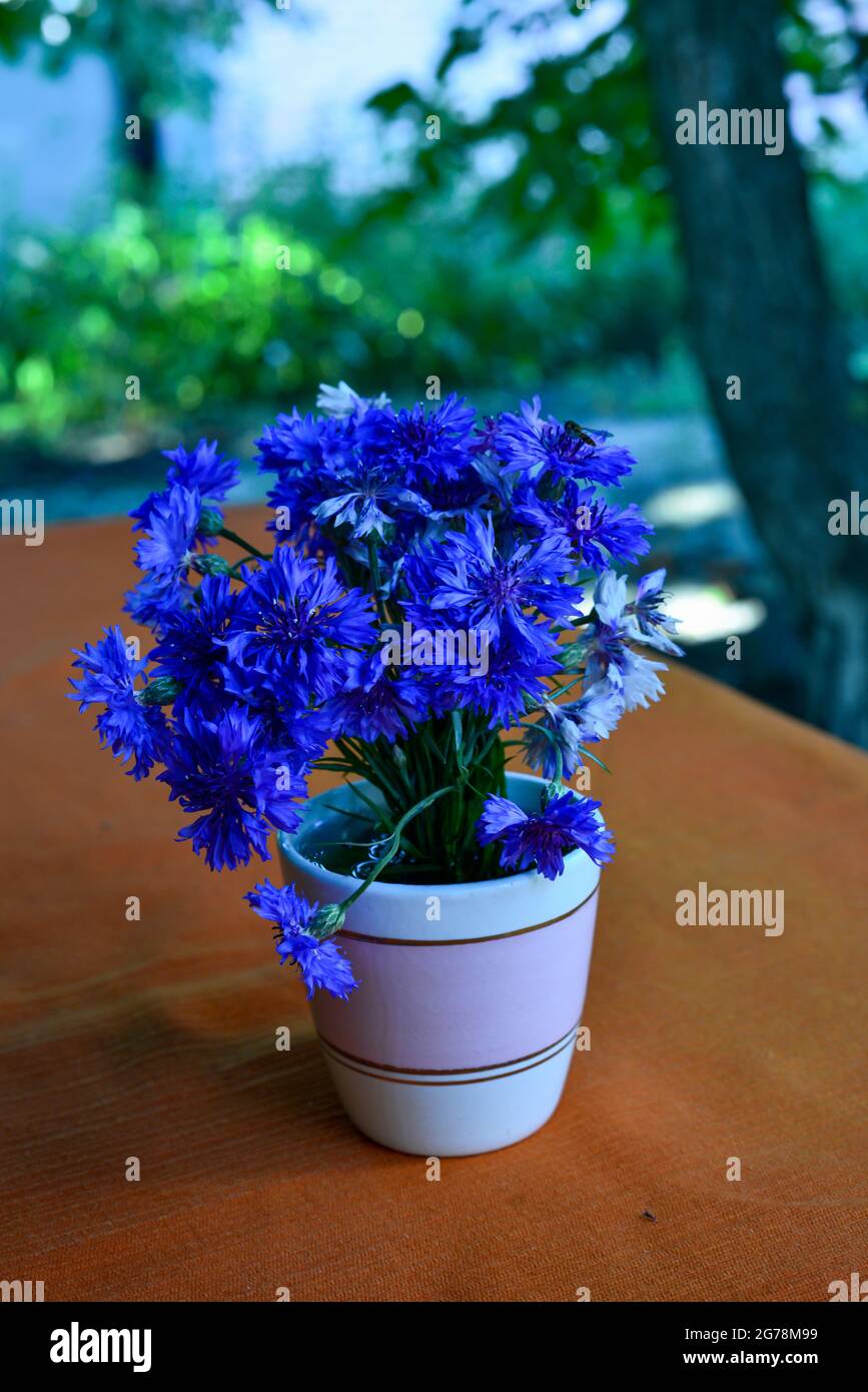 Ramo de flores de maíz azules en jarrón, enfoque selectivo Foto de stock