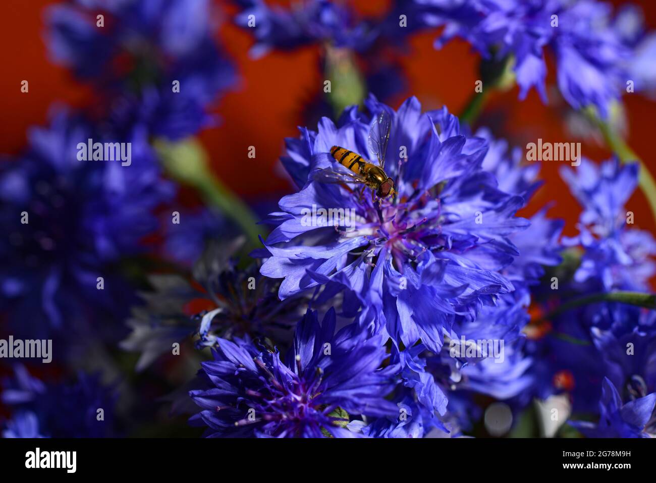 Ramo de flores de maíz azules en jarrón, enfoque selectivo Foto de stock