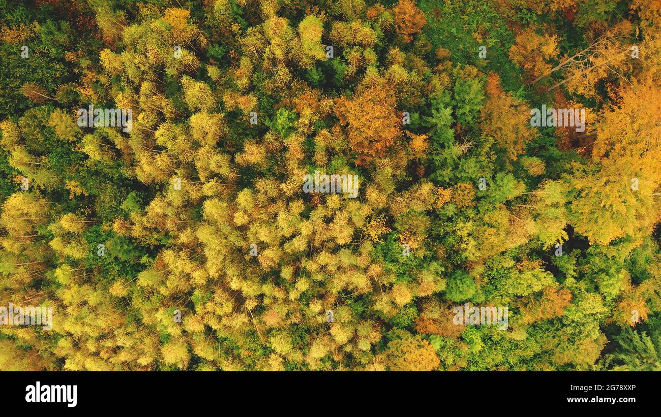 Arriba abajo del bosque solar aéreo en la colina de la montaña. Nadie naturaleza paisaje en otoño soleado día. Monte los árboles verdes, amarillos frondosos. Colorista drona cinematográfica rodada en las crestas de los Cárpatos, Ucrania, Europa. Foto de stock