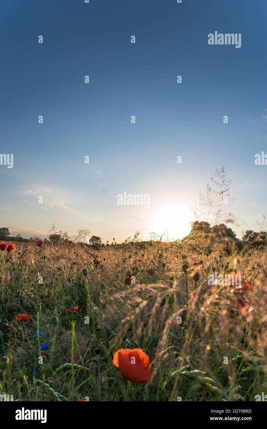 Puesta de sol sobre un campo de amapola, Wilblumenwiese, flores silvestres, amapolas, Schönberg, Alemania Foto de stock