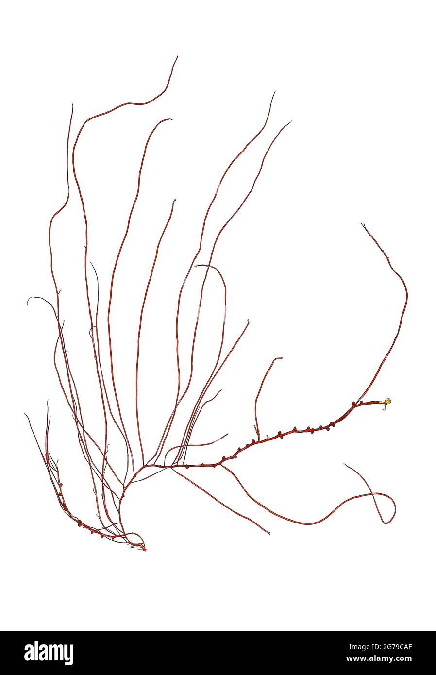 Gracilariopsis longissima (SG Gmelin) M. Steentoft, LM Irvine & WF Farnham, alga roja (Florideophyceae) Foto de stock