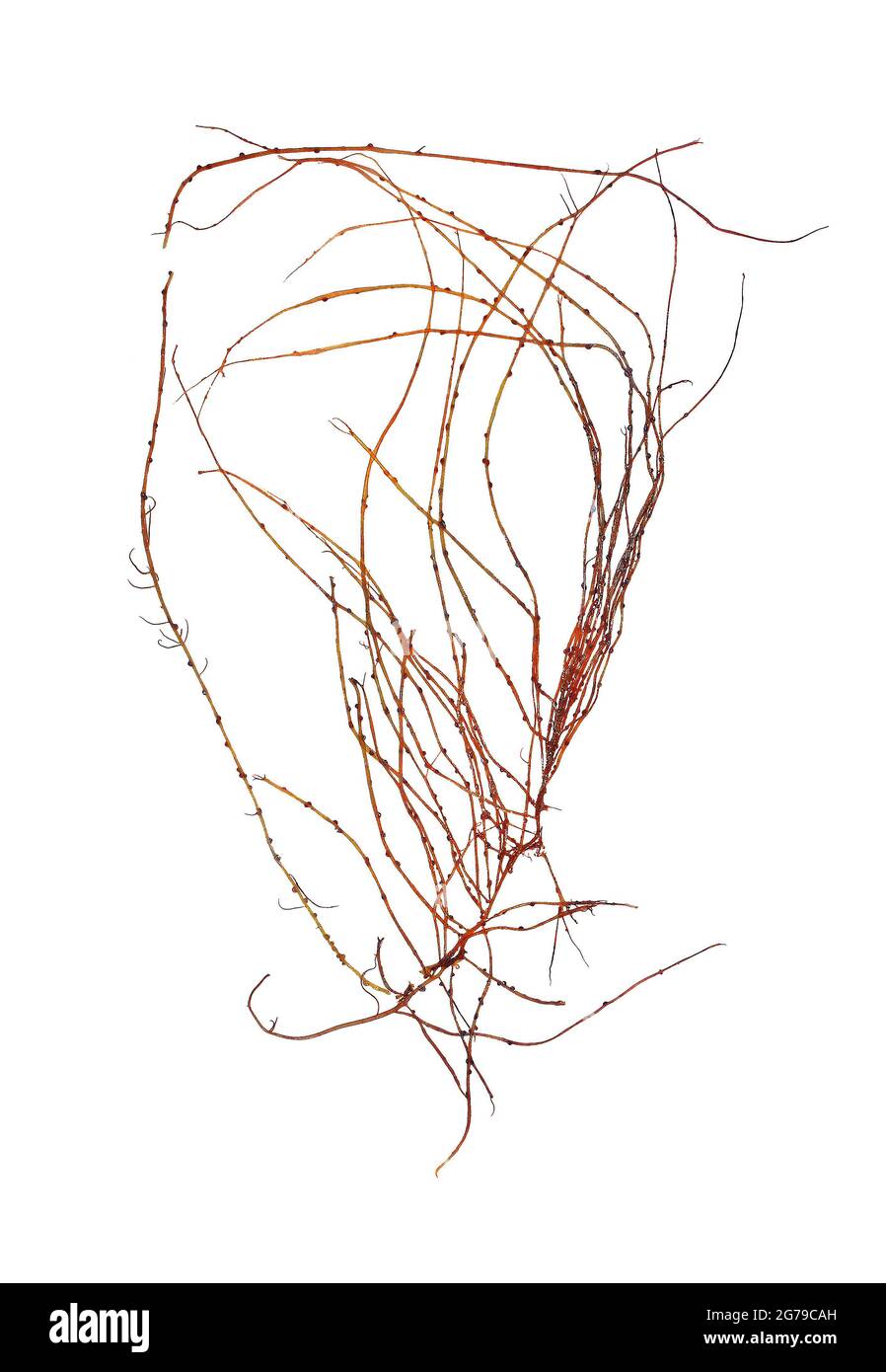 Gracilariopsis longissima (SG Gmelin) M. Steentoft, LM Irvine & WF Farnham, alga roja (Florideophyceae) Foto de stock