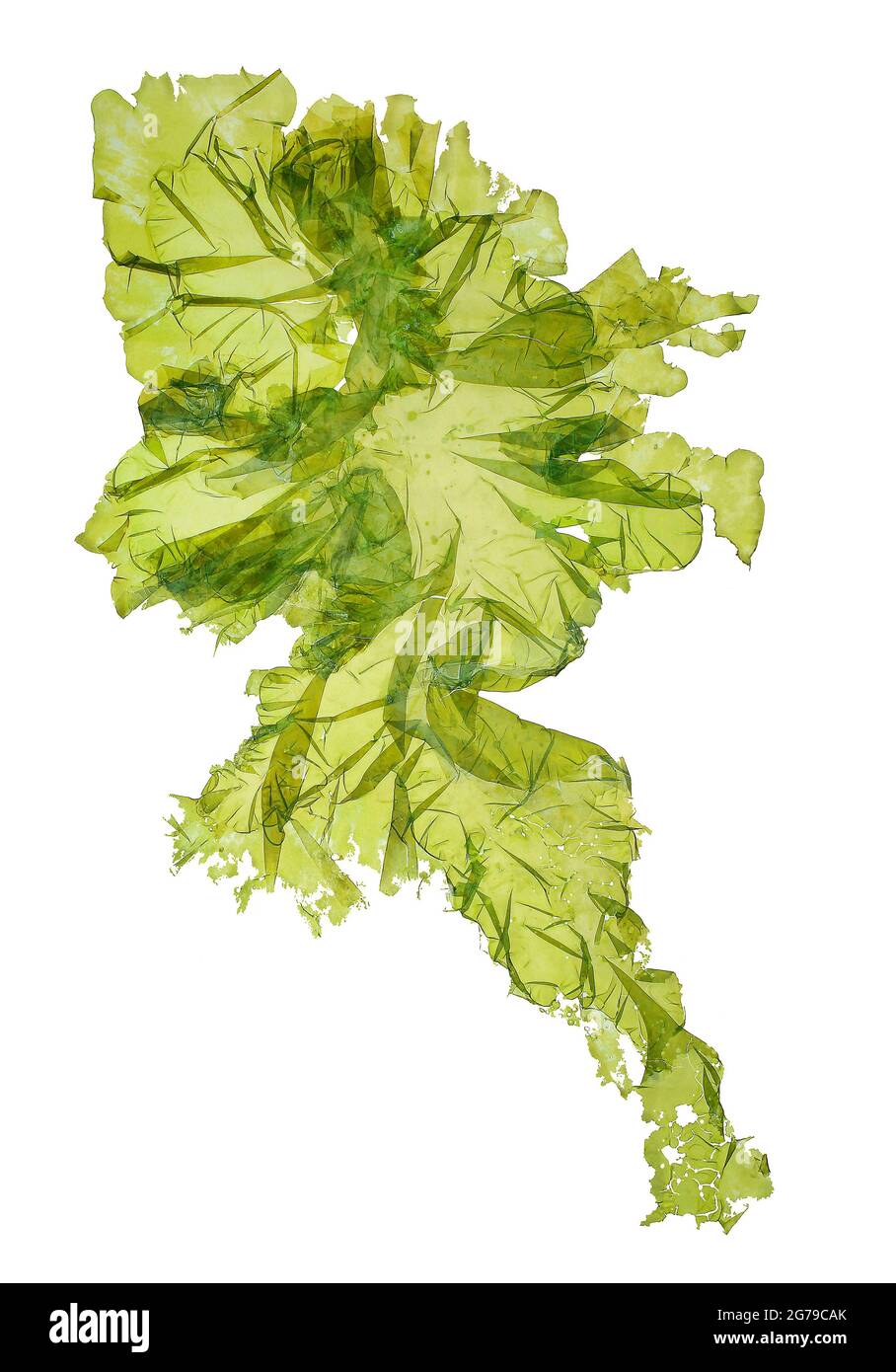 Ulva lactuca Linnaeus, alga verde (Chlorophyta, Ulvophyceae) Foto de stock