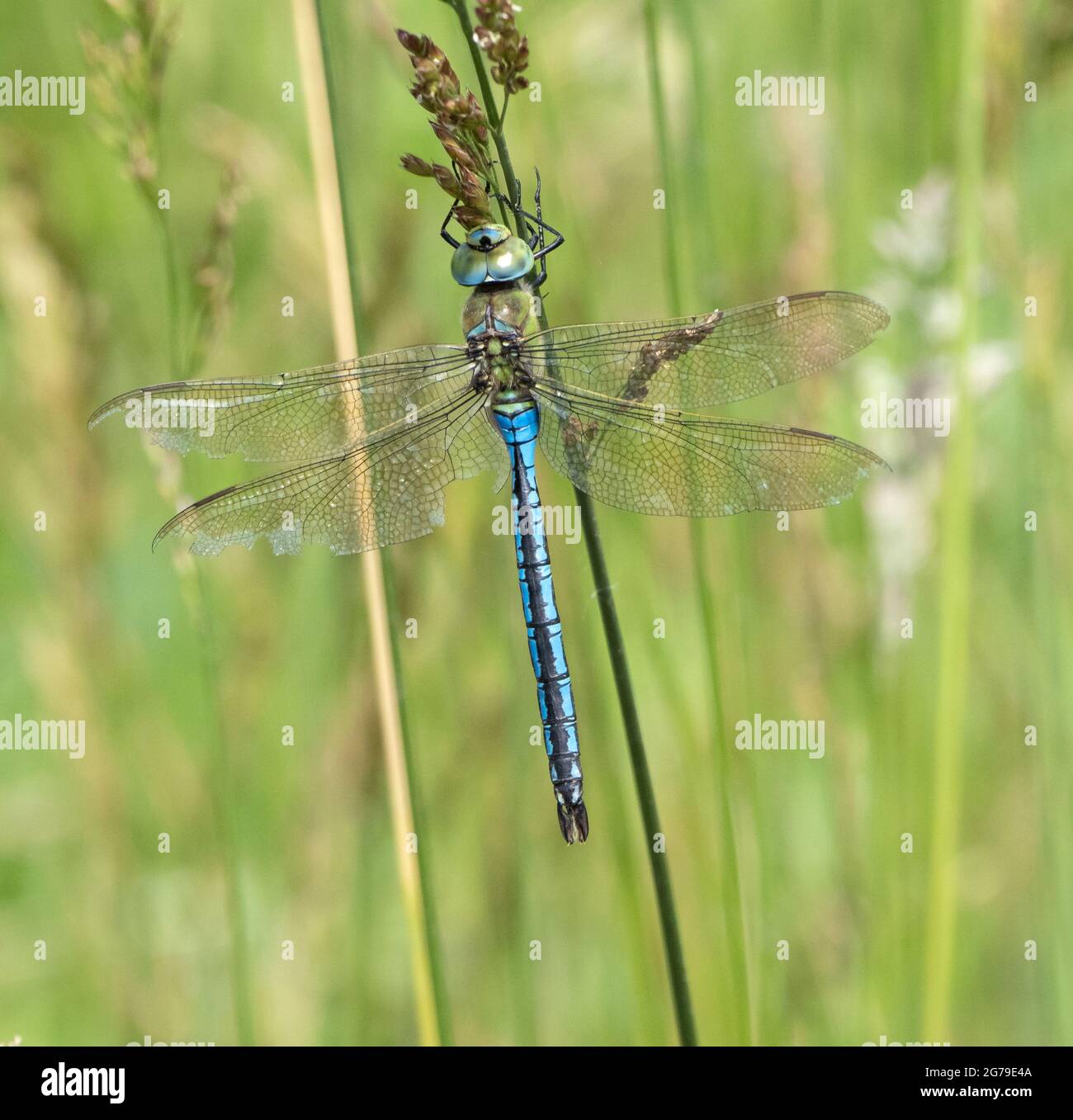 Macho Emperador Dragonfly Anax imperatordescansando en la vegetación del ponside - Somerset Reino Unido Foto de stock