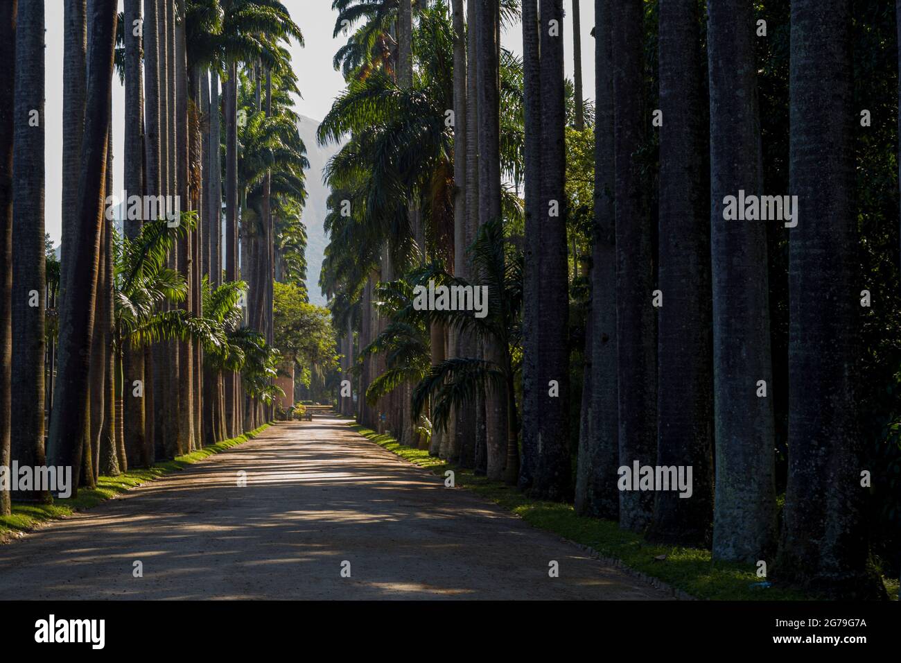 Avenida de palmeras reales (palmeras Roystonea oleracea) en el Jardín Botánico Jardim Botanico, ubicado en el distrito de Jardim Botânico en la Zona Sur de Río de Janeiro, Brasil Foto de stock