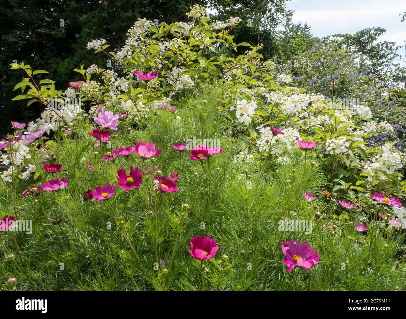 Ollas llenas de cosmos junto a la hortensia paniculata blanca 'Moth Blanco', la polilla blanca hydrangea. Foto de stock