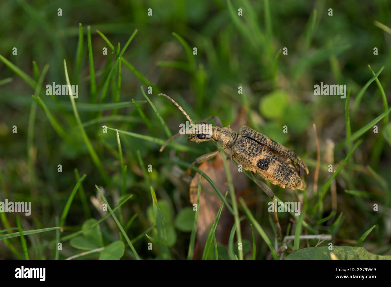 Escarabajo de cuerno largo de manchas negras, Rhagium mordax Foto de stock