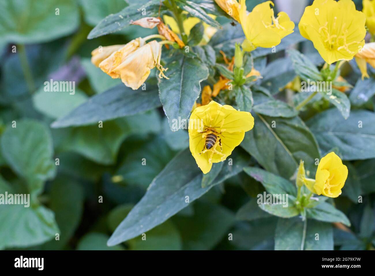 Flores amarillas de lilas doradas en el jardín y avispa polinizante  Fotografía de stock - Alamy