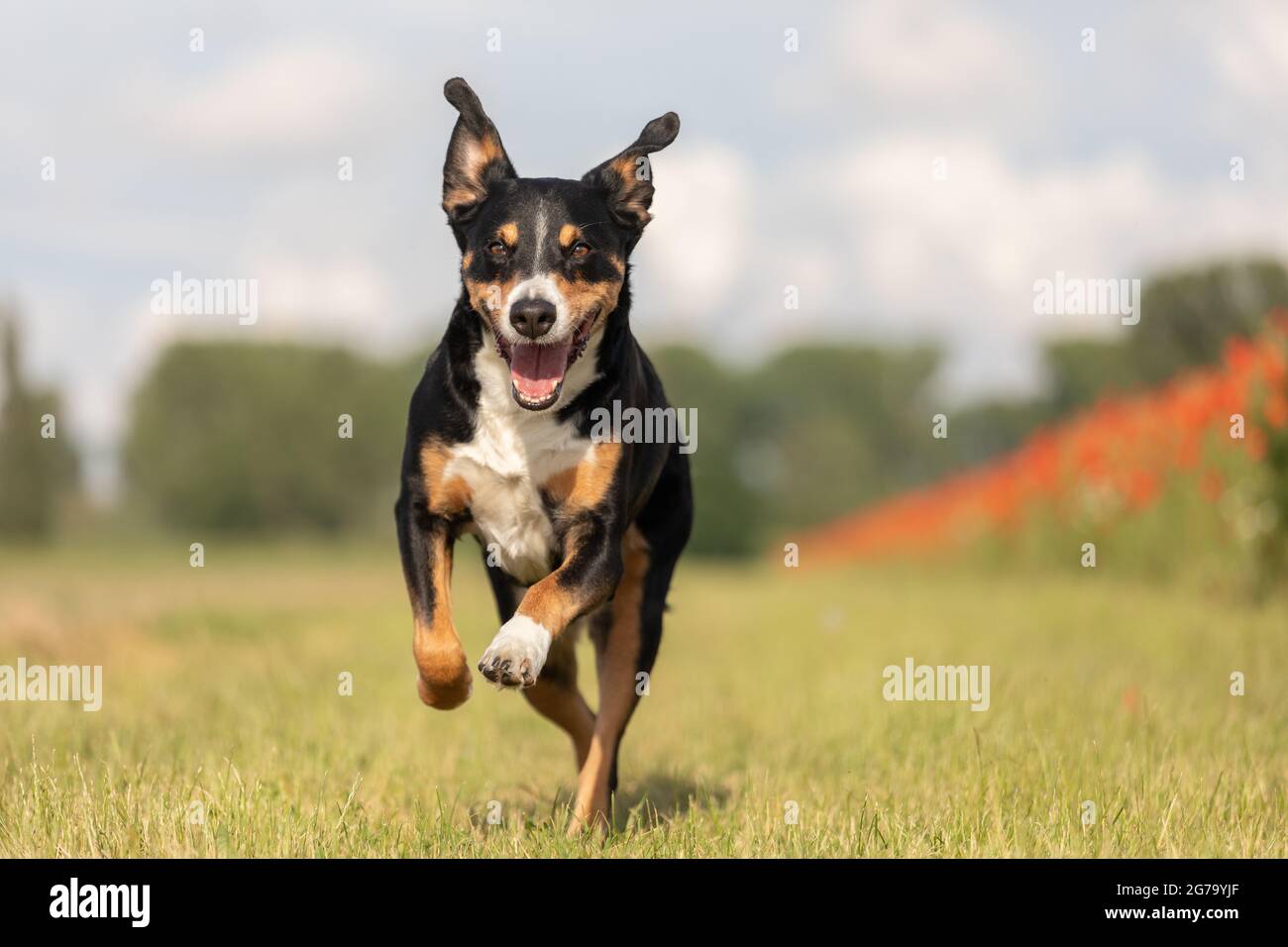 perro está corriendo con orejas de disquete, appenzeller sennenhund Foto de stock