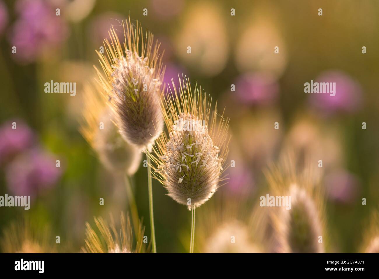 Las panículas de flores de hierba de terciopelo, también llamada hierba de cola liebre, brillan en el sol de la tarde, Bretaña, Francia Foto de stock