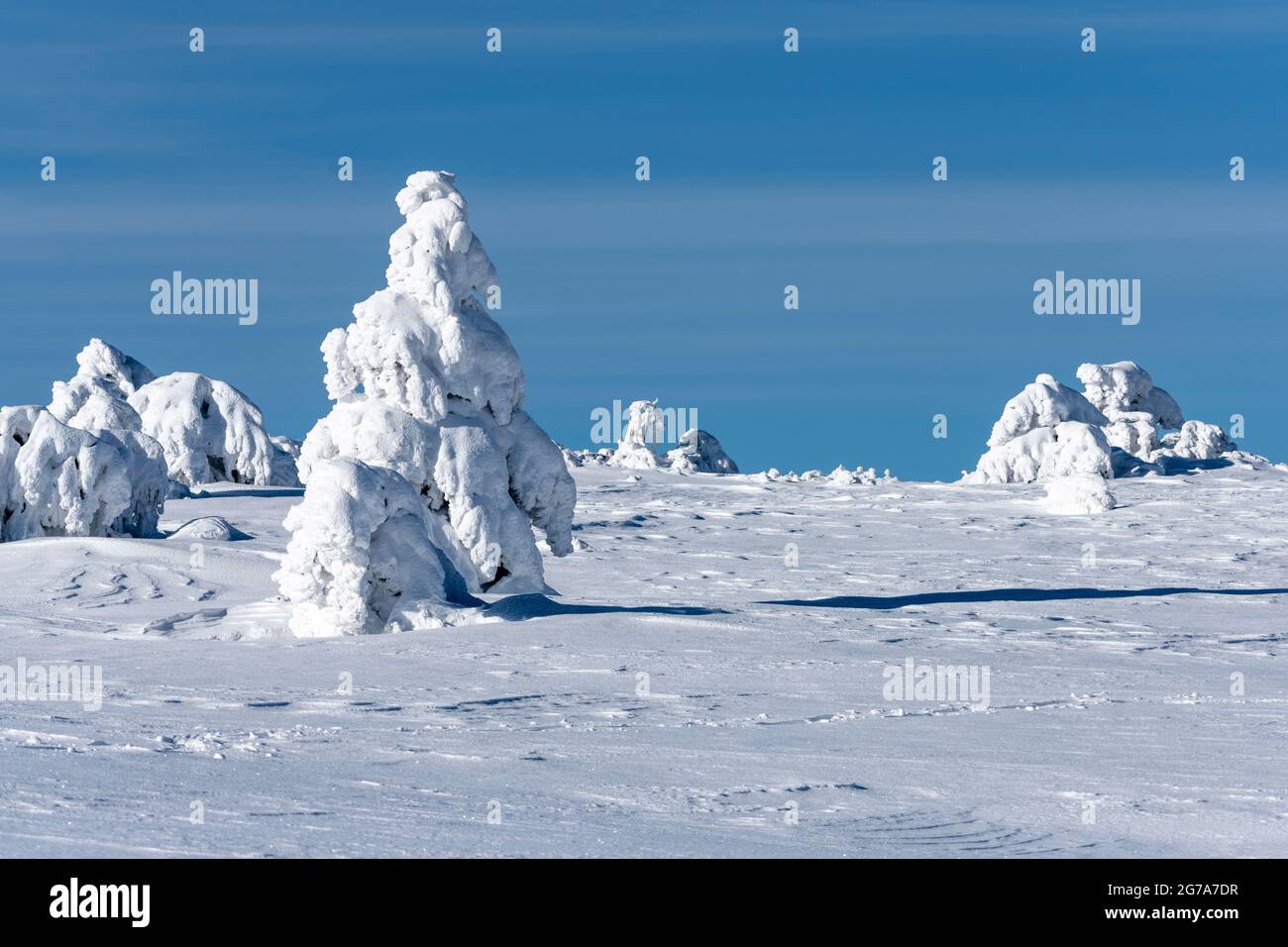 Alemania, Baden-Württemberg, Selva Negra, Hornisgrinde, árboles nevados. Foto de stock