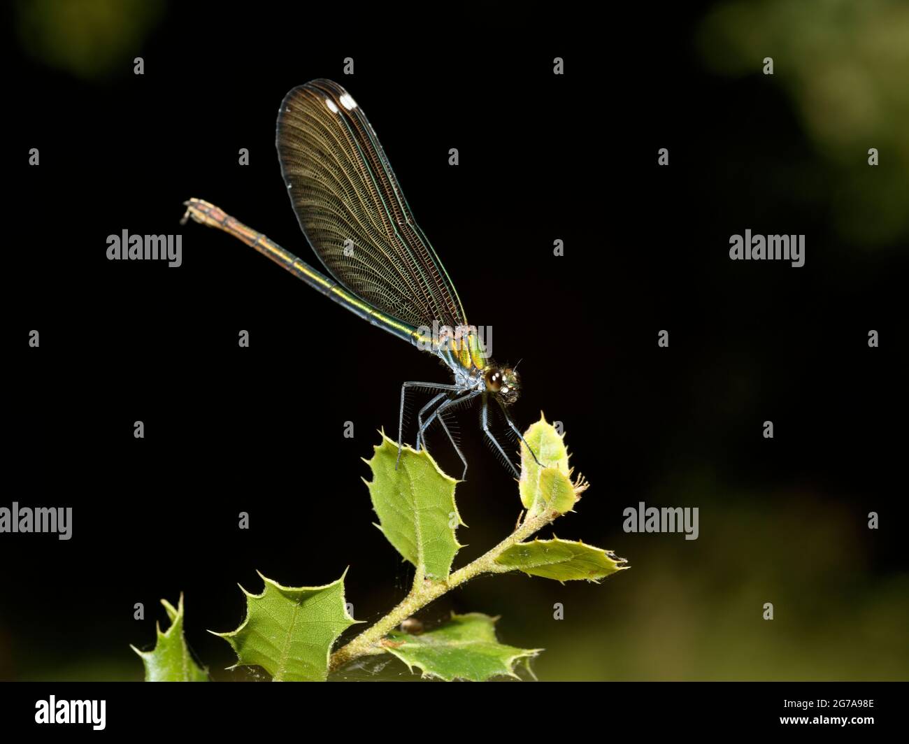 Mujer hermosa Demoiselle (Calopteryx virgo) visto en perfil se asentó en una hoja Foto de stock