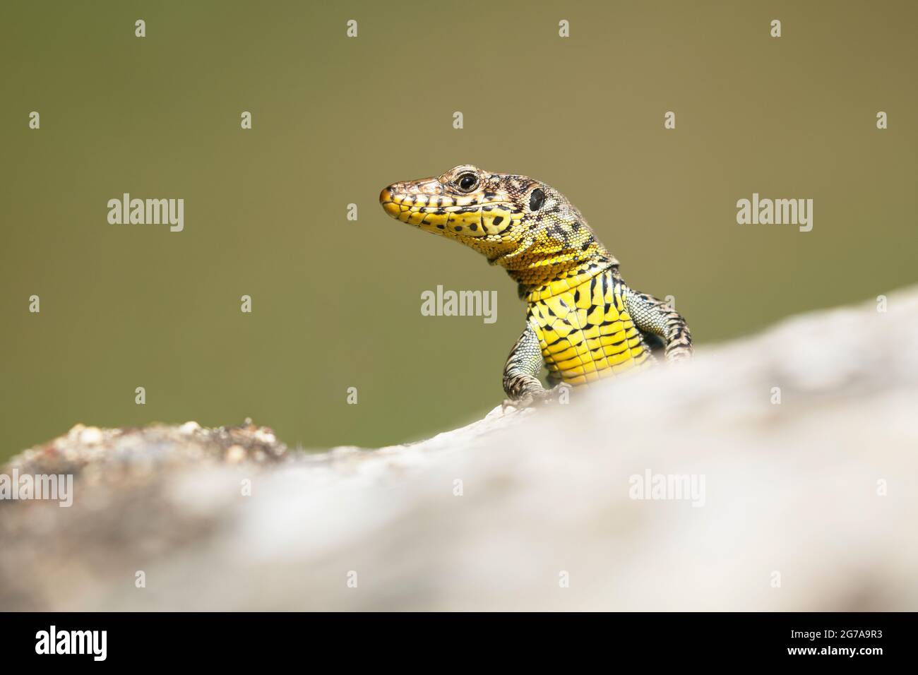Greek Rock Lizard (Hellenolacerta graeca) remeñando al fotógrafo sobre el borde de una roca. Foto de stock
