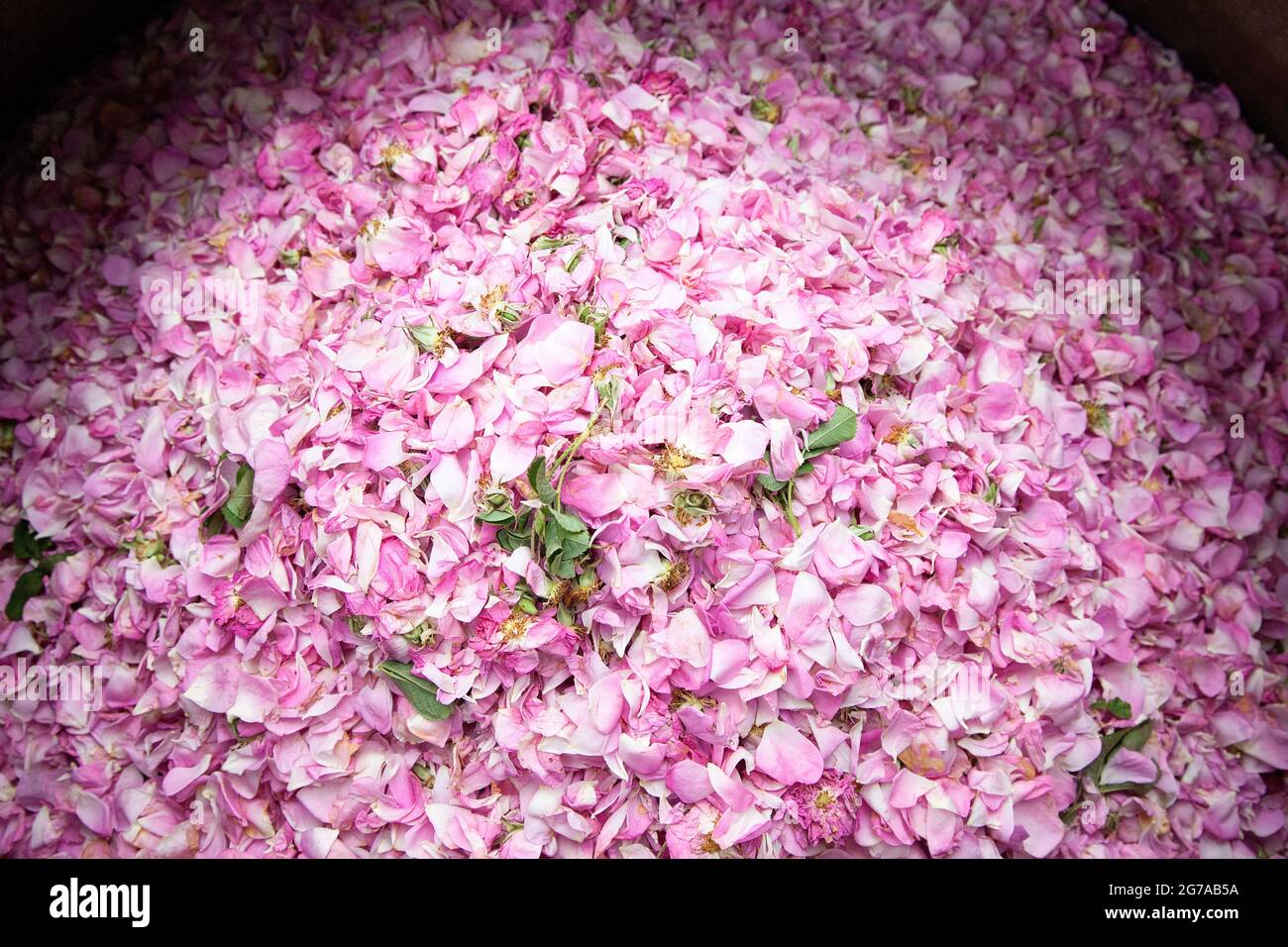 Muchos pétalos de rosa fotografías e imágenes de alta resolución - Alamy