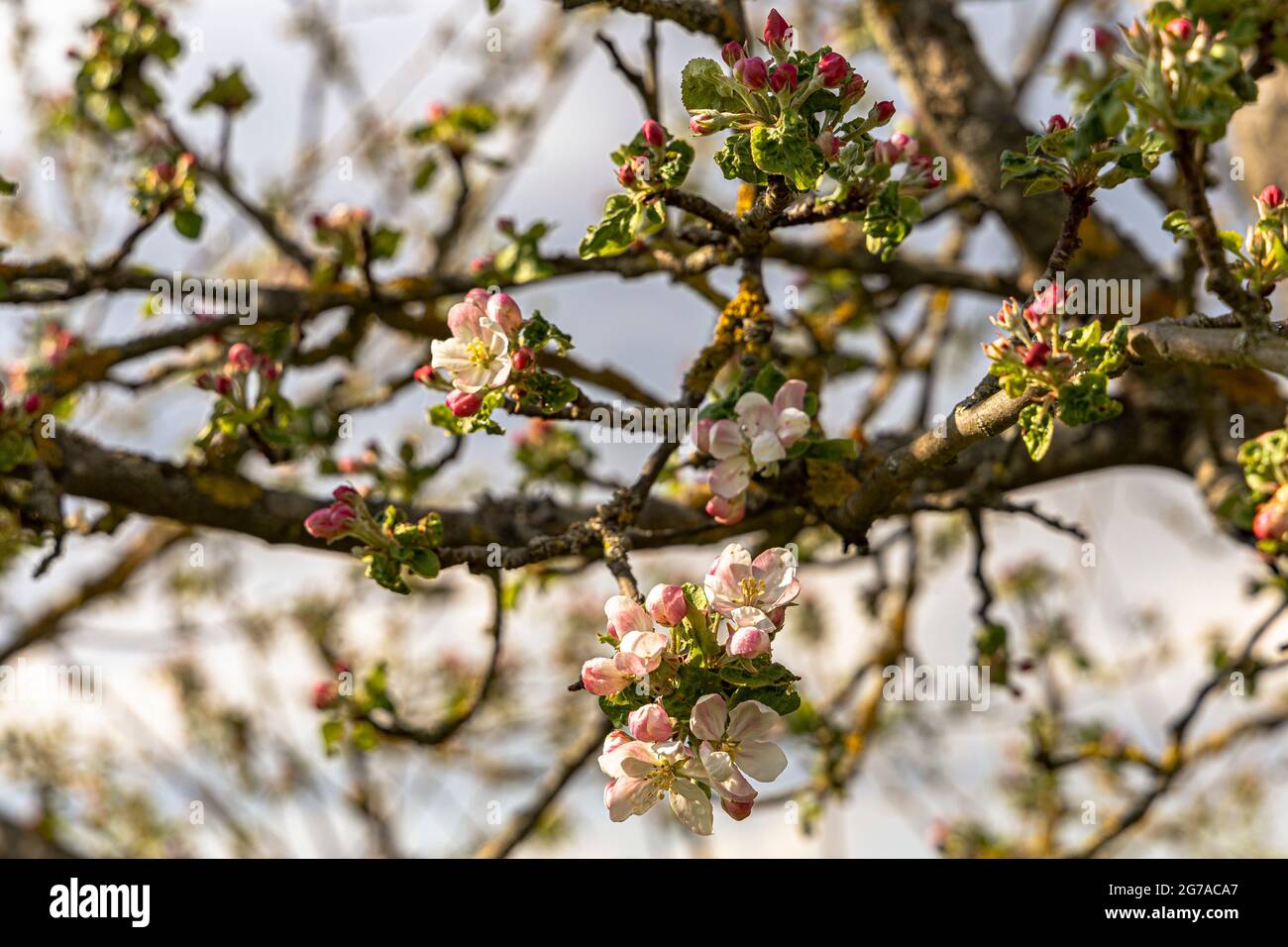Flor de cerezas en Franconia cerca de Ebermannstadt por la tarde, Alta Franconia, Baviera, Alemania Foto de stock