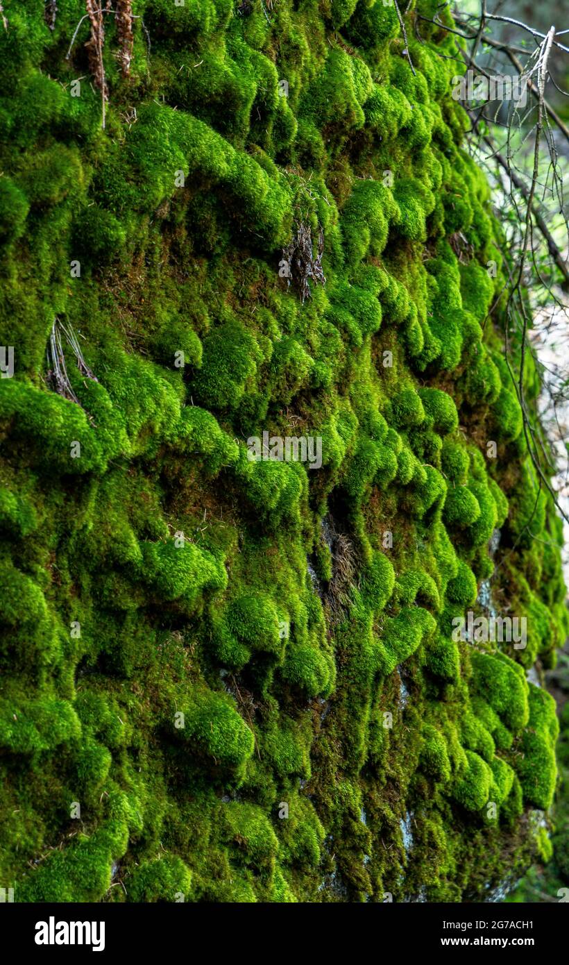 Moss en roca cerca de Bischofsgrün en las Montañas Fichtel, Alta Franconia, Baviera, Alemania Foto de stock