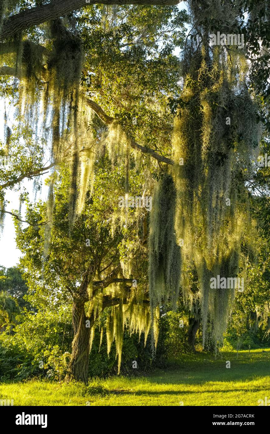 Árbol con musgo español, Florida, EE.UU. Foto de stock