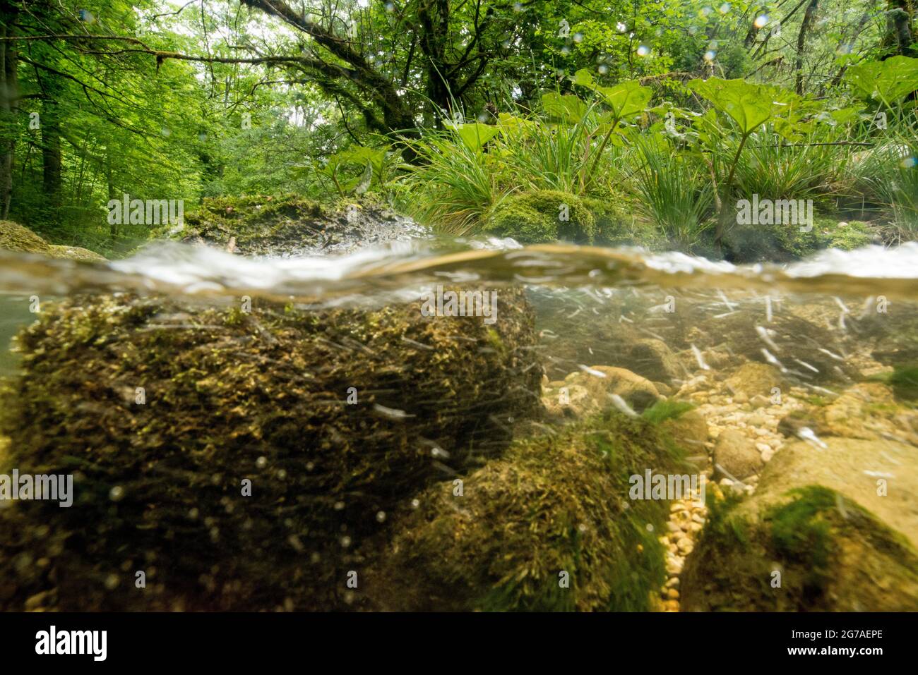 Curso de agua Orbe en el Jura Vaud Foto de stock